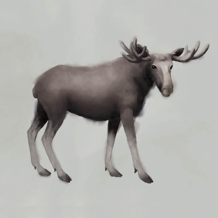 Kort - Älgen