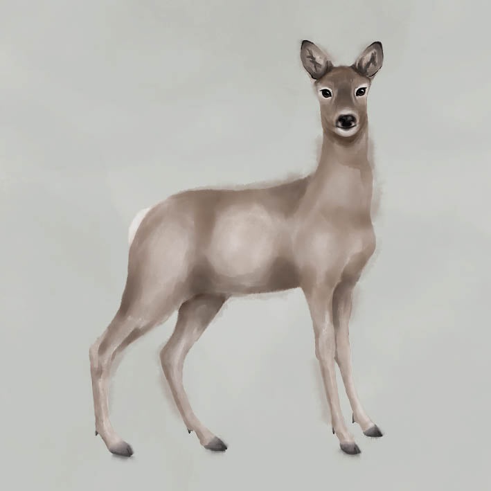 Kort - Rådjuret