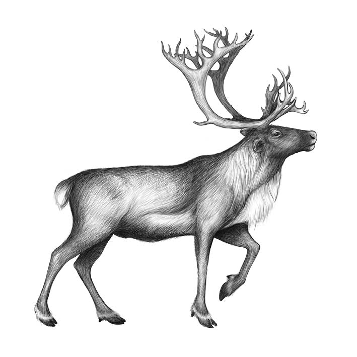Kort - Renen