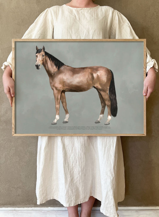 Hästens anatomi