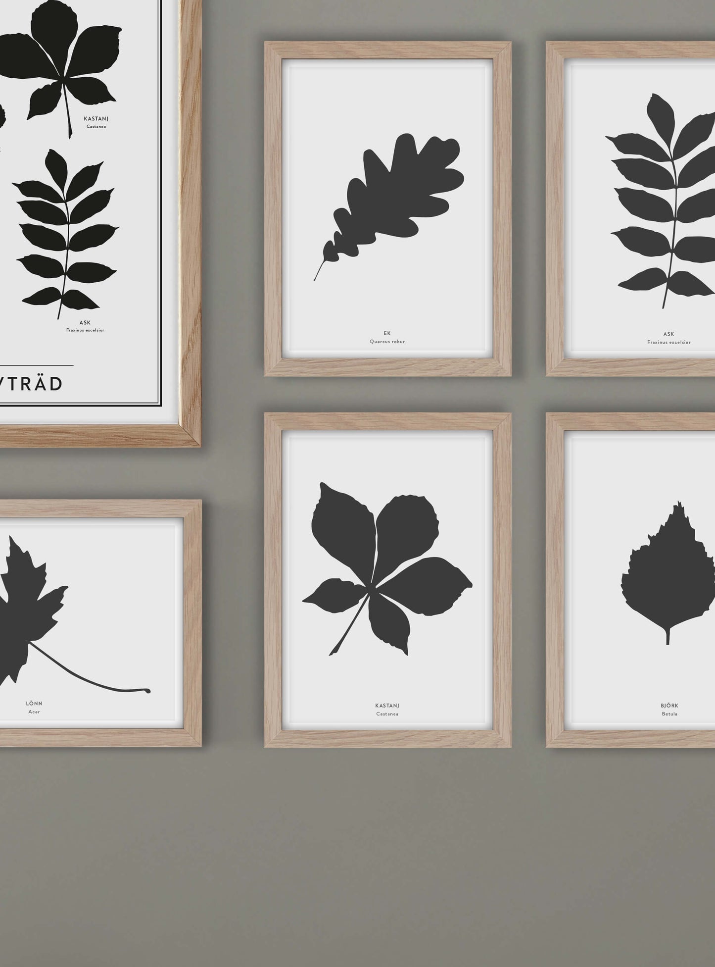 Eklöv - Mini print A5 - Kunskapstavlan