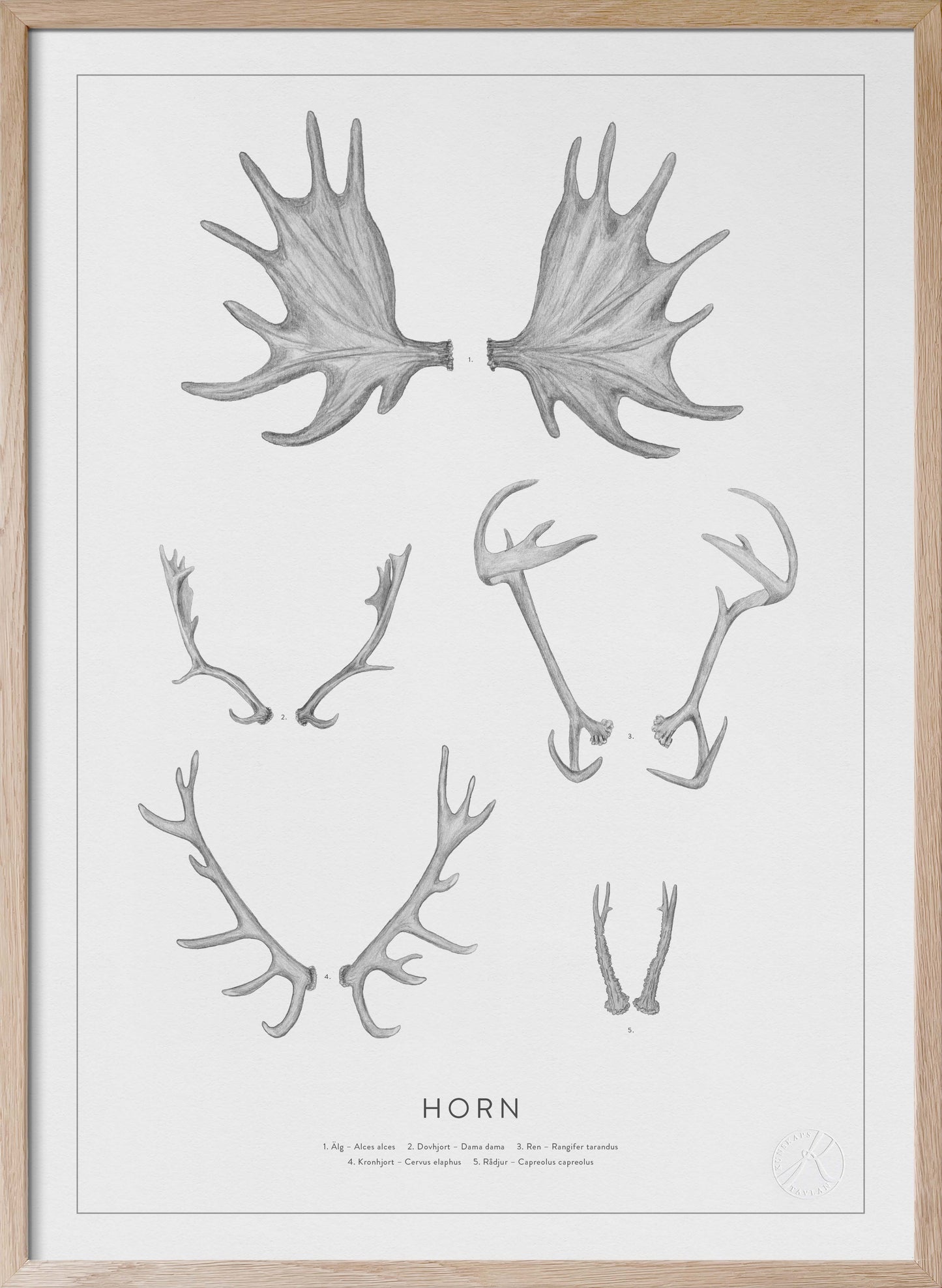 Horn blyerts