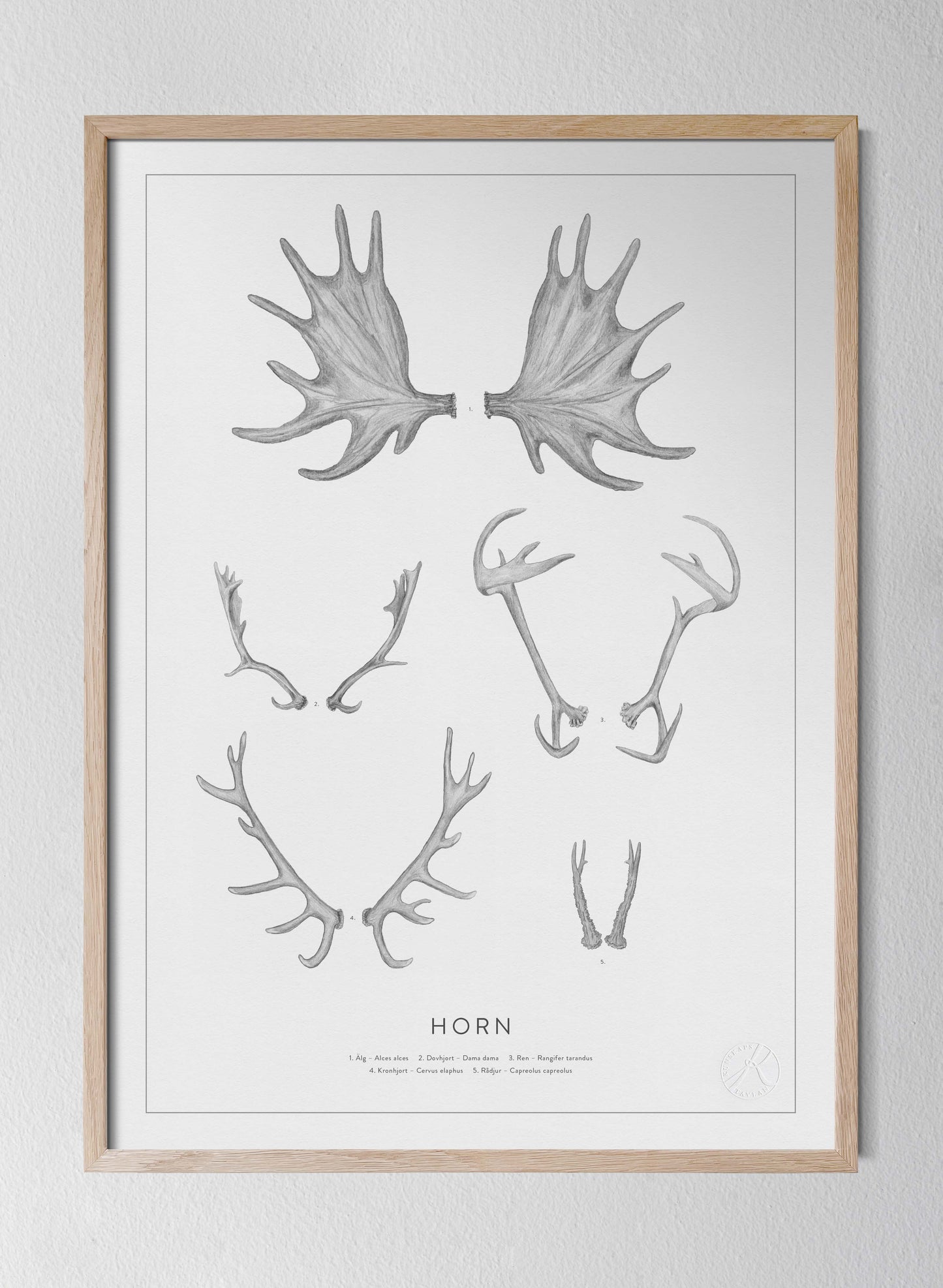 Horn blyerts
