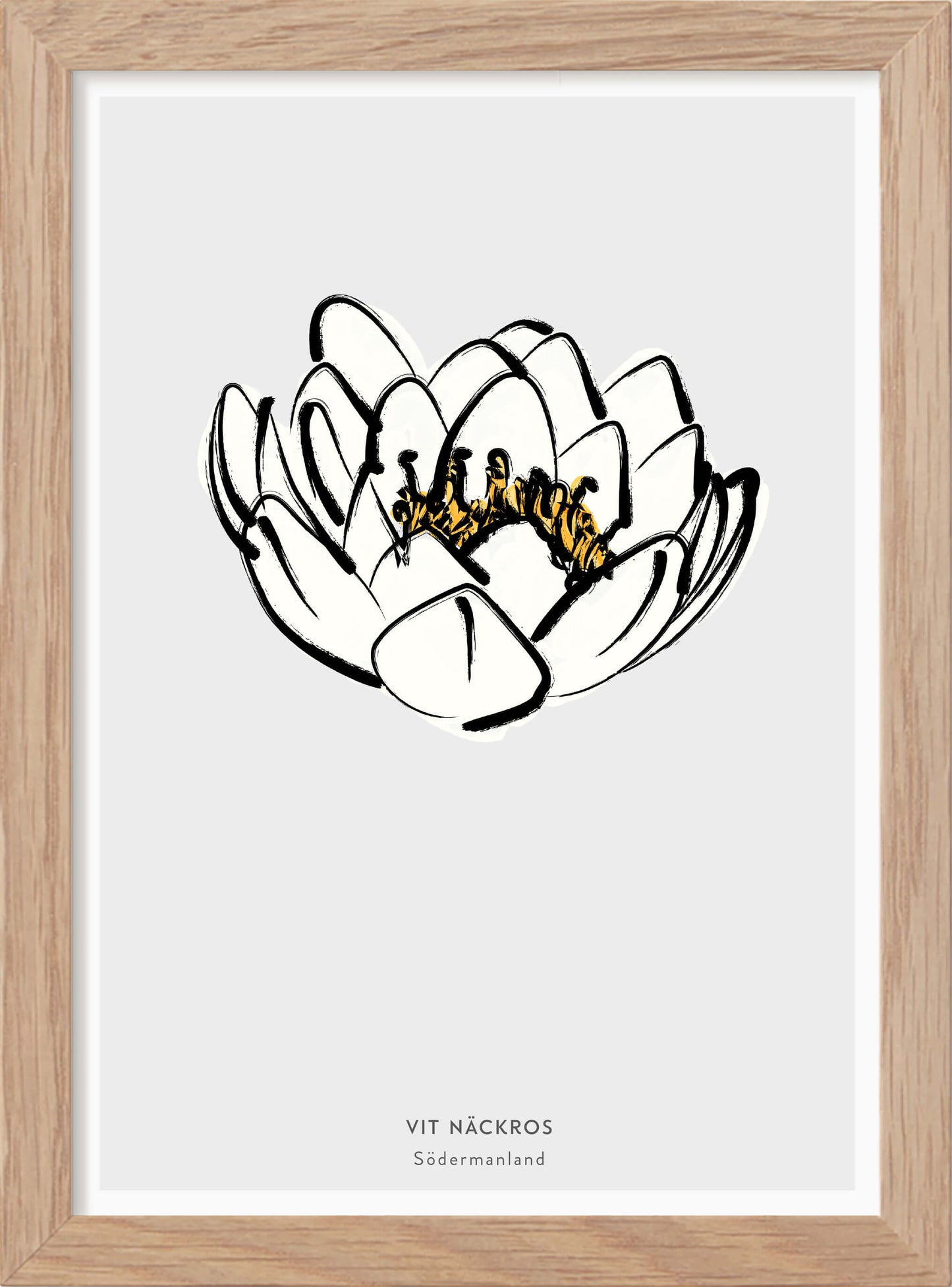 Södermanlands landskapsblomma - Vit näckros - Mini print A5 - Kunskapstavlan
