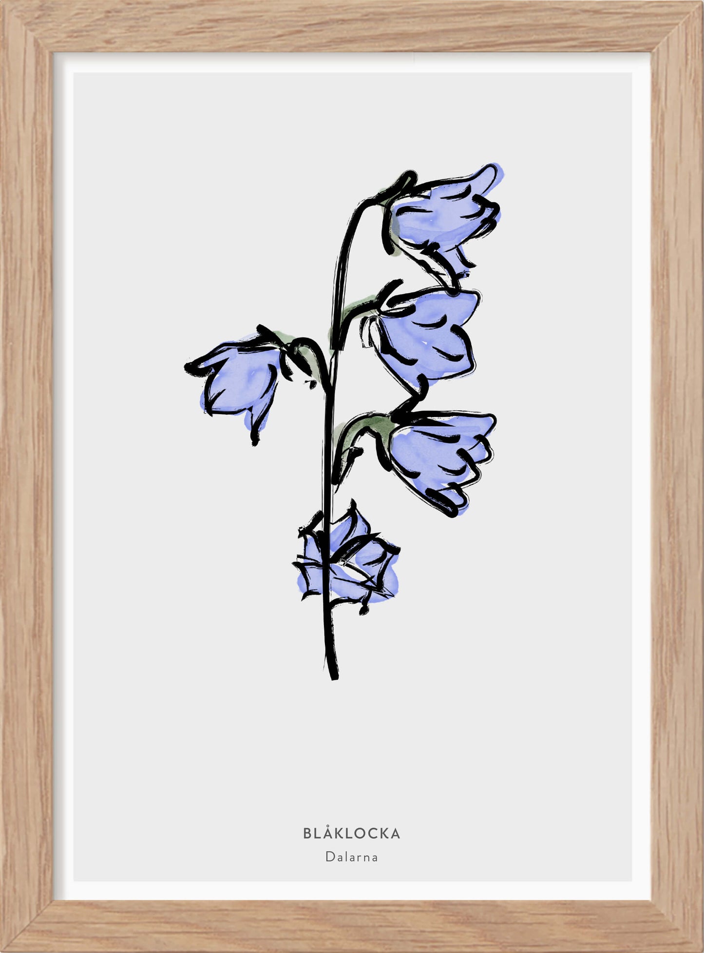 Dalarnas landskapsblomma - Blåklocka - Mini print A5 - Kunskapstavlan