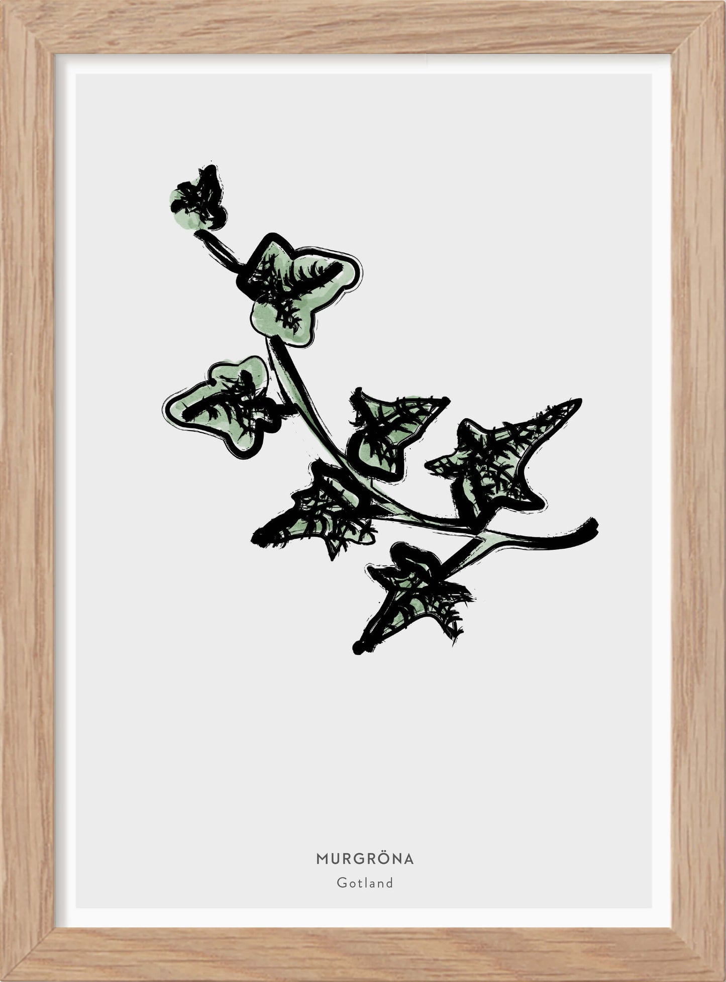 Gotlands landskapsblomma - Murgröna - Mini print A5 - Kunskapstavlan