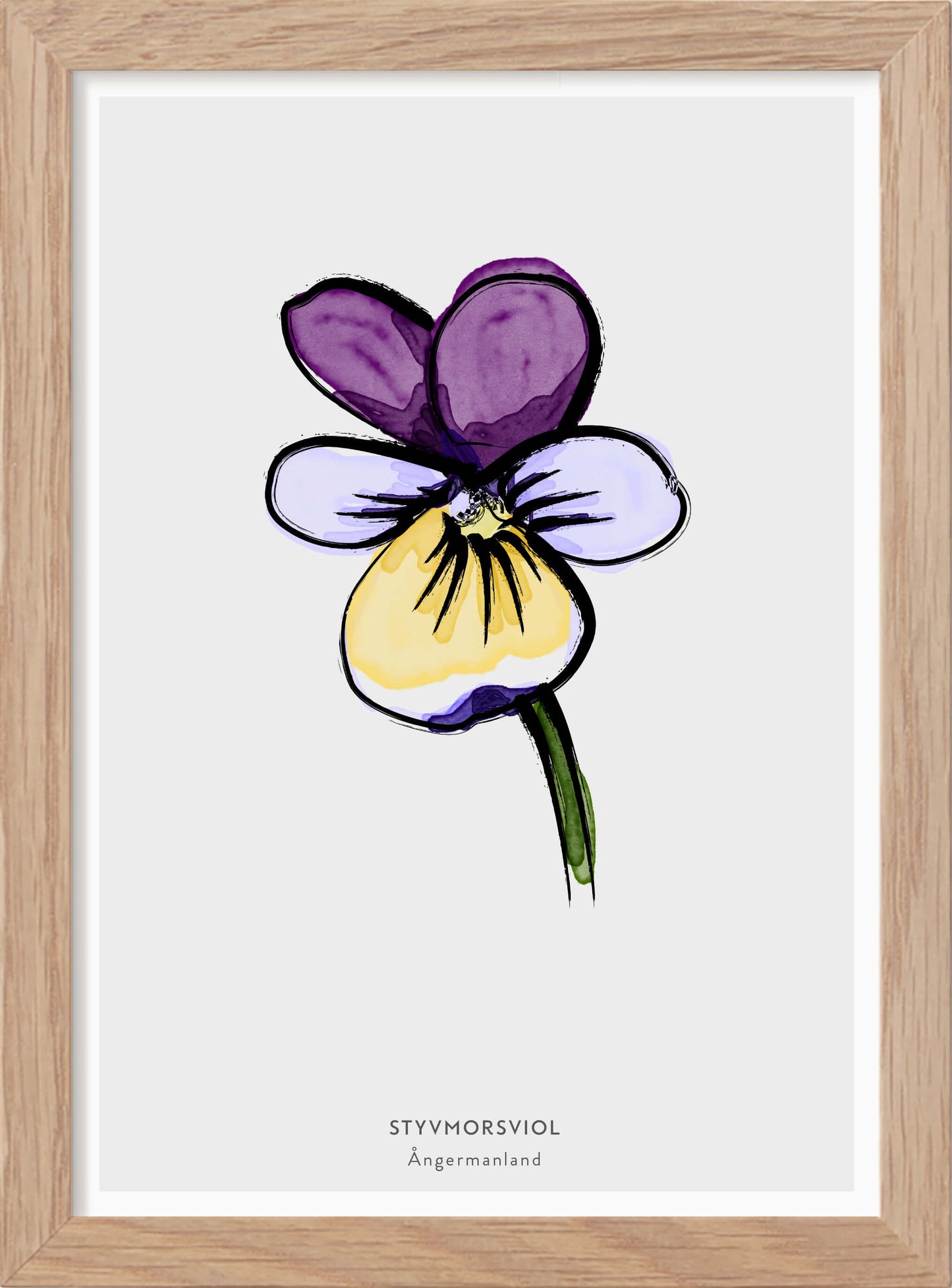 Ångermanlands landskapsblomma - Styvmorsviol - Mini print A5 - Kunskapstavlan