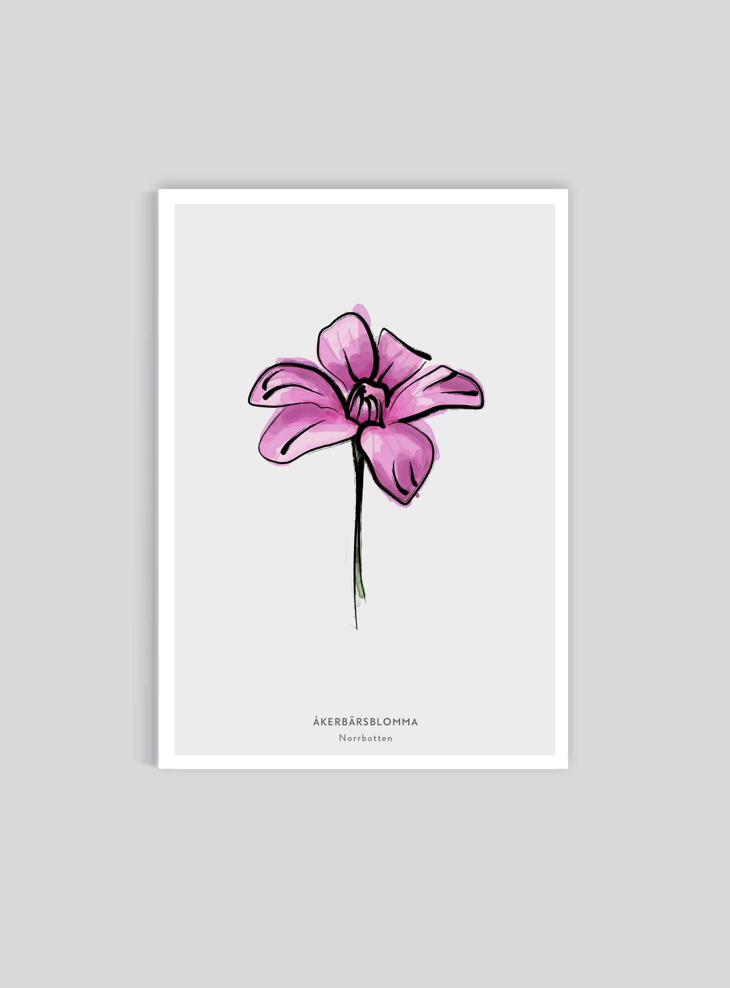 Norrbottens landskapsblomma - Åkerbärsblomma - Mini print A5 - Kunskapstavlan
