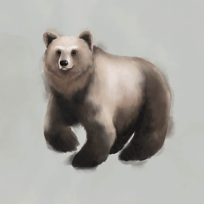 Kort - Björnen
