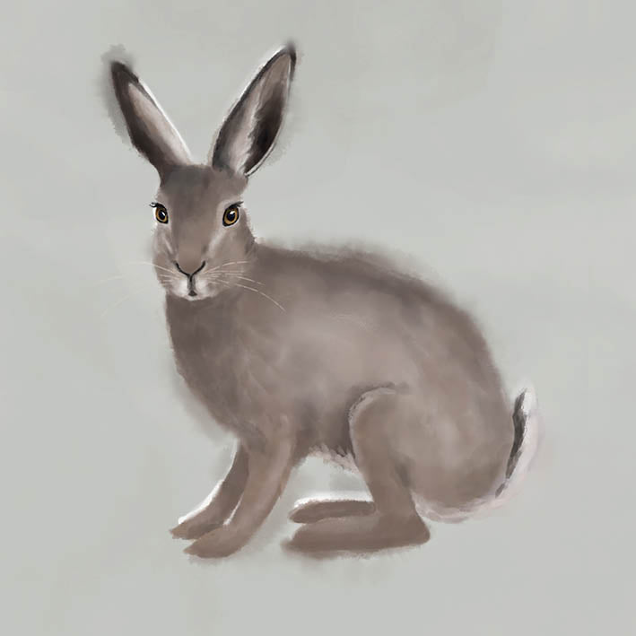 Kort - Haren