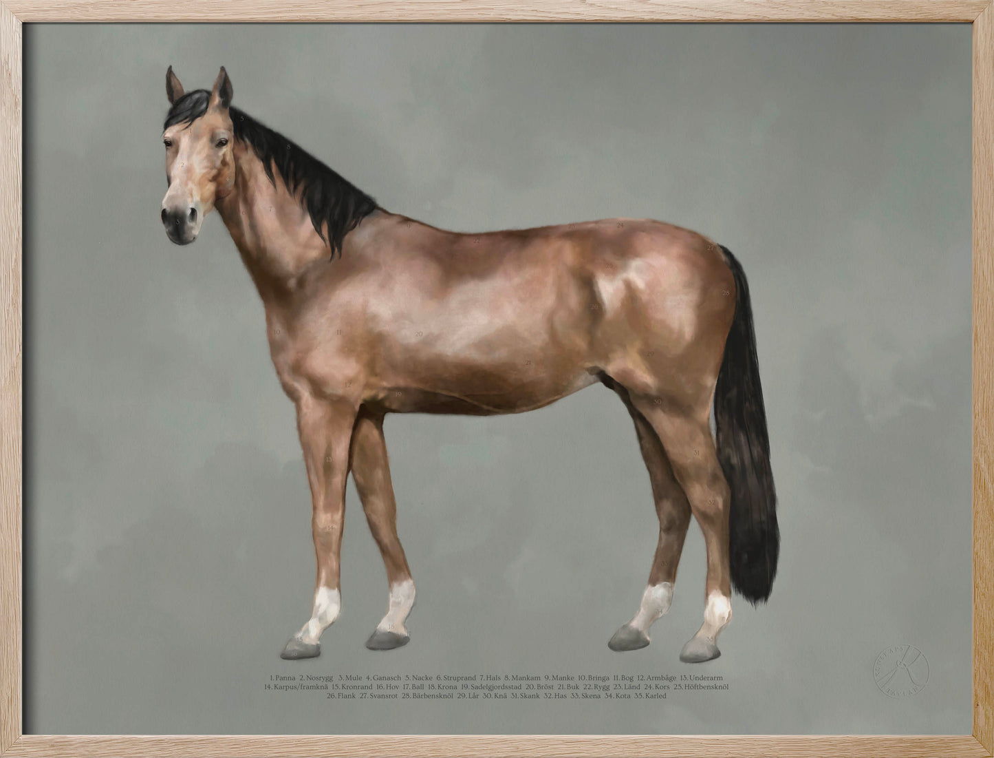 Hästens anatomi