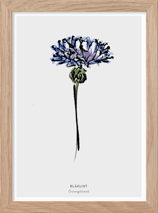 Östergötlands landskapsblomma - Blåklint - Mini print A5 - Kunskapstavlan