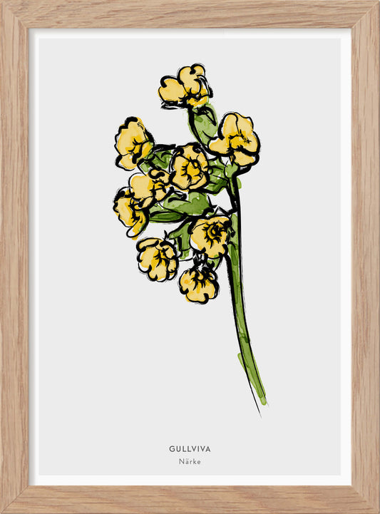 Närkes landskapsblomma - Gullviva - Mini print A5 - Kunskapstavlan