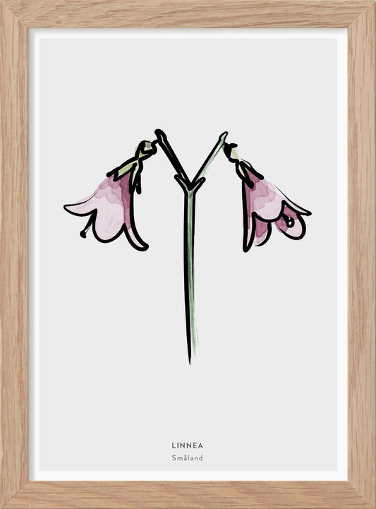 Smålands landskapsblomma - Linnea - Mini print A5 - Kunskapstavlan