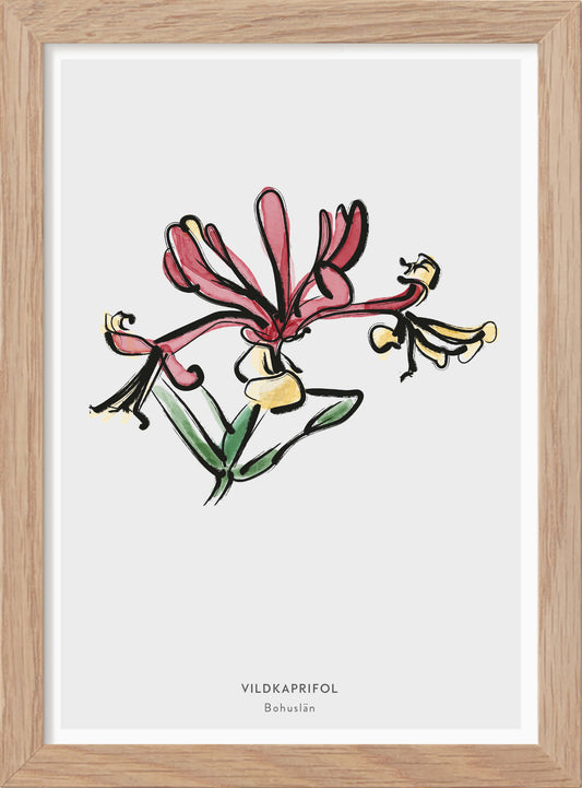 Bohusläns landskapsblomma - Vildkaprifol - Mini print A5 - Kunskapstavlan