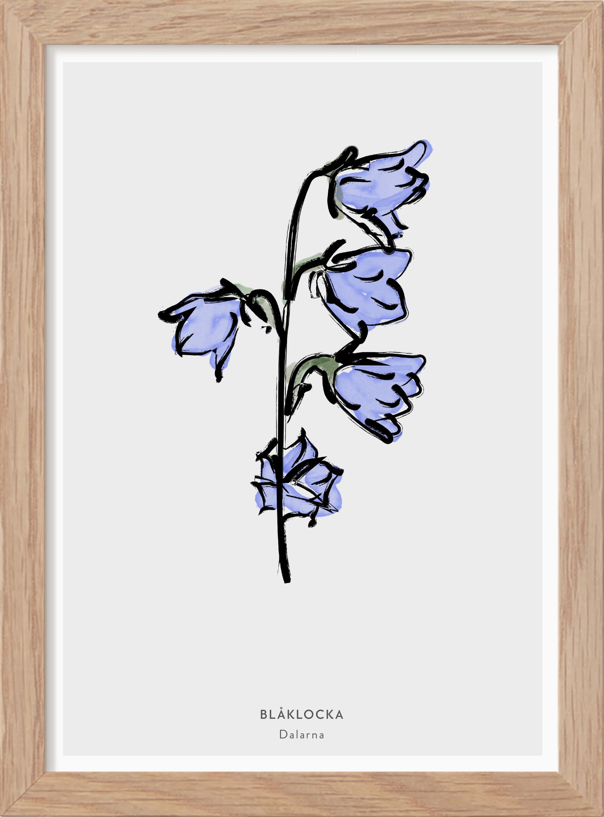 Dalarnas landskapsblomma - Blåklocka - Mini print A5 - Kunskapstavlan