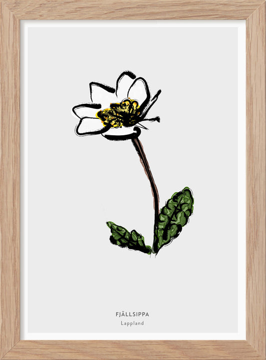 Lapplands landskapsblomma - Fjällsippa - Mini print A5 - Kunskapstavlan