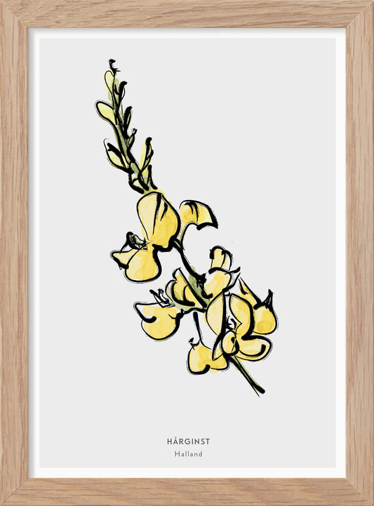 Hallands landskapsblomma - Hårginst - Mini print A5 - Kunskapstavlan