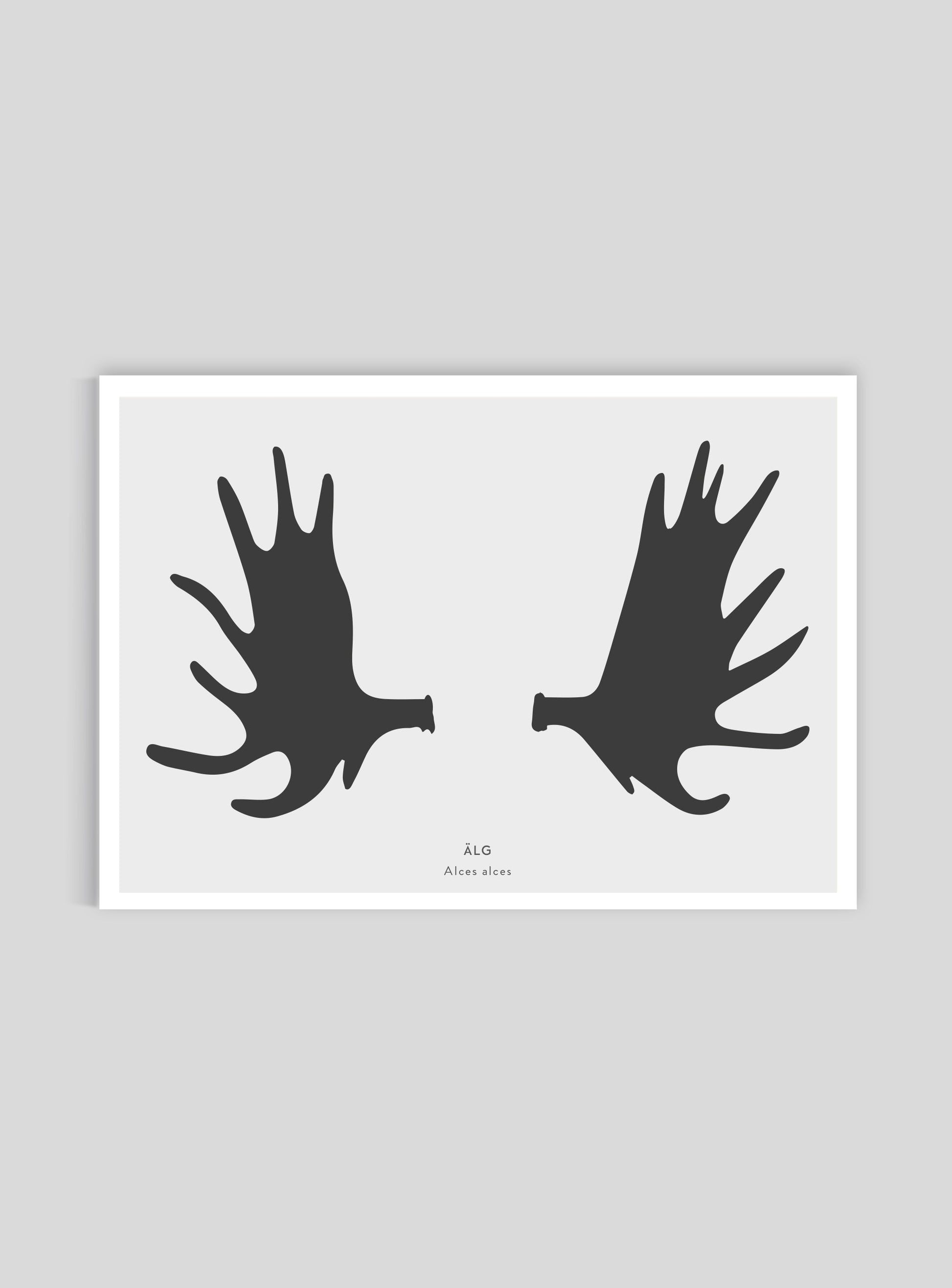 Älghorn - Mini print A5 - Kunskapstavlan