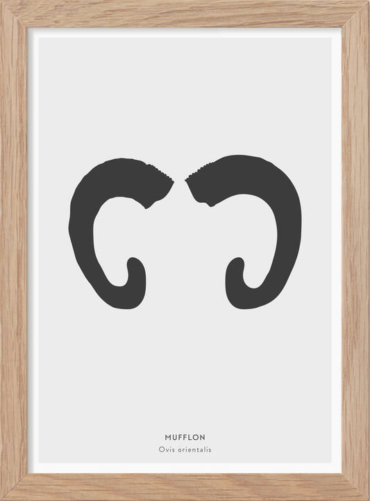 Mufflonhorn - Mini print A5 - Kunskapstavlan